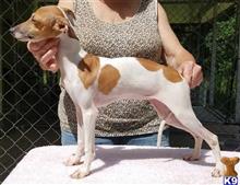 italian greyhound puppy posted by Sunny Dogs